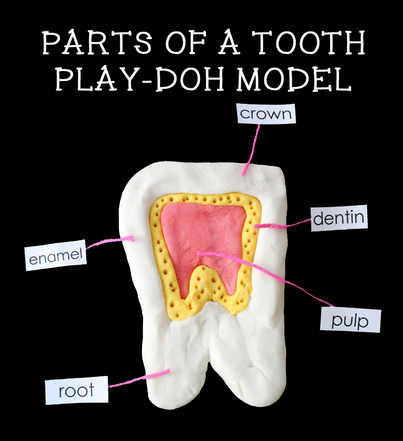parts of a tooth play-doh model for dental health theme