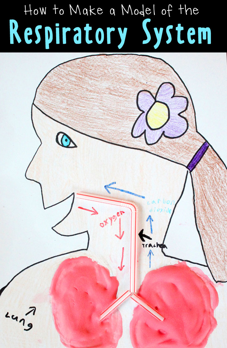 Respiratory System Drawing With Color - k7off