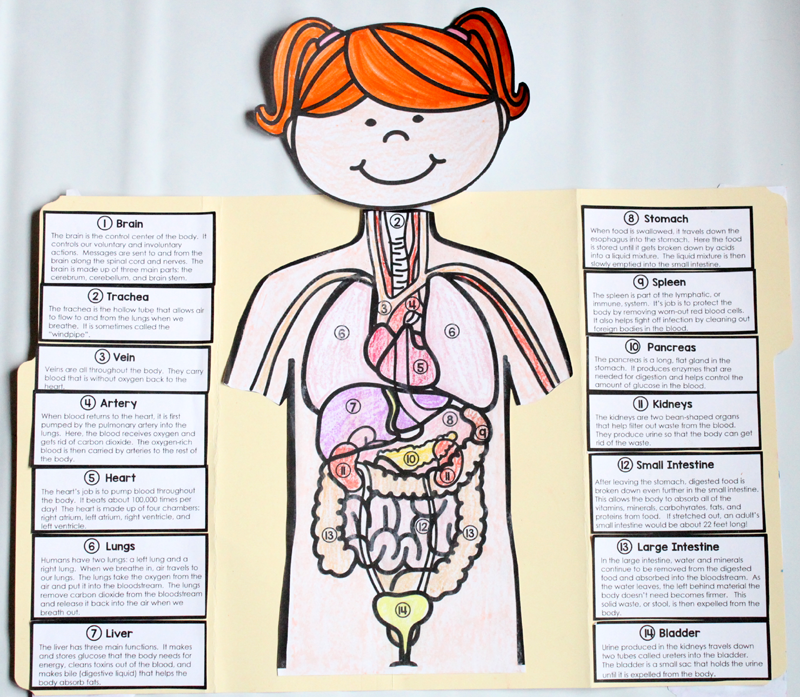 Human Body Project for Kids