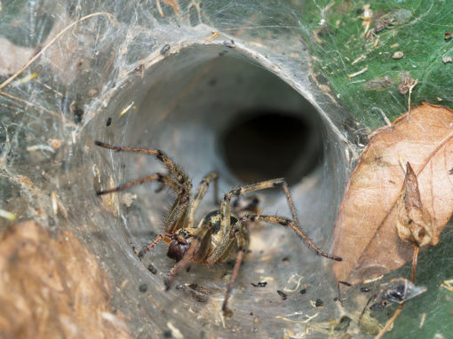 Spider Web Scavenger Hunt | Types of Spider Webs | Spider Web Activities for Kids