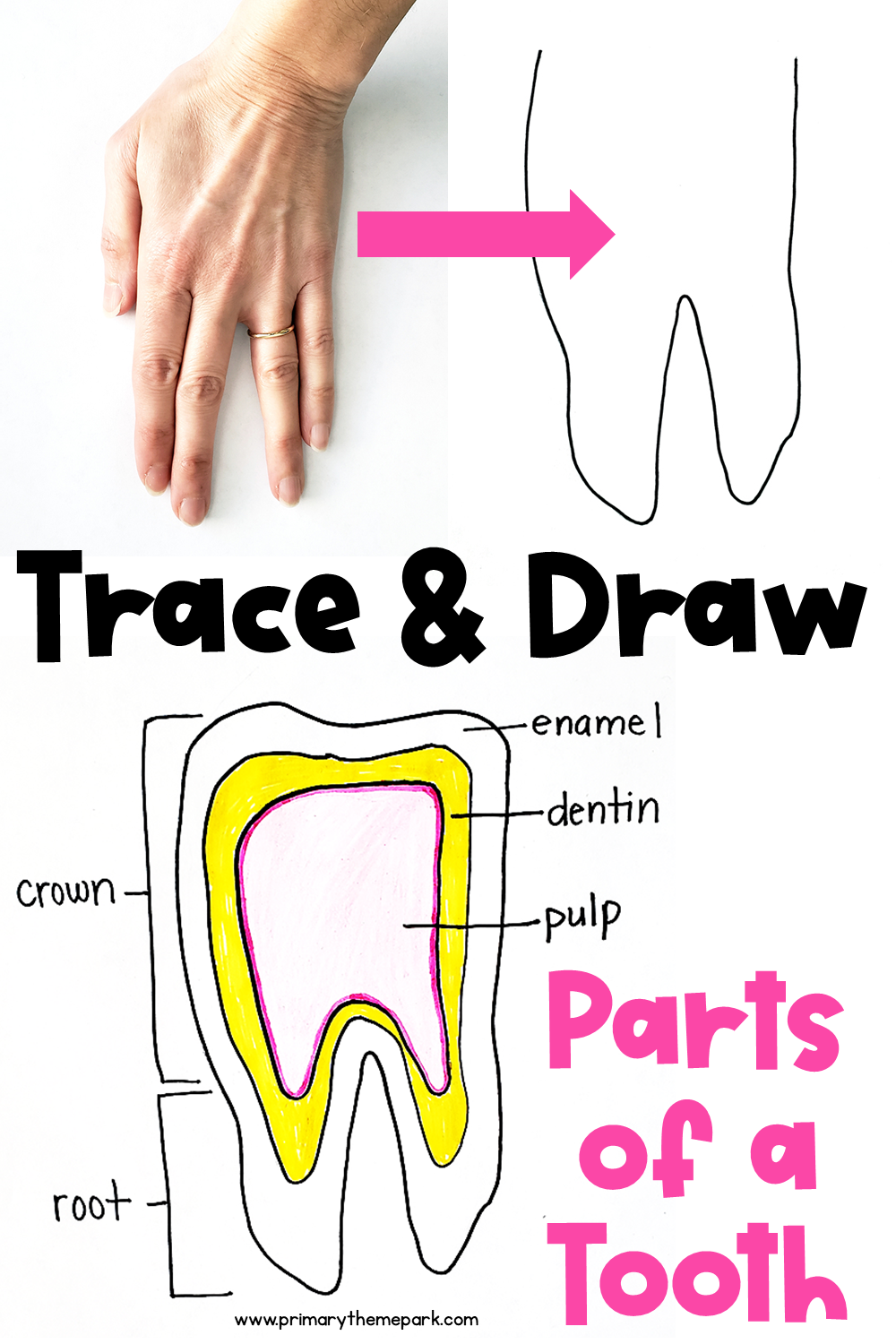 How to Draw a Parts of a Tooth Diagram for Kids. It's as easy as tracing your hand!