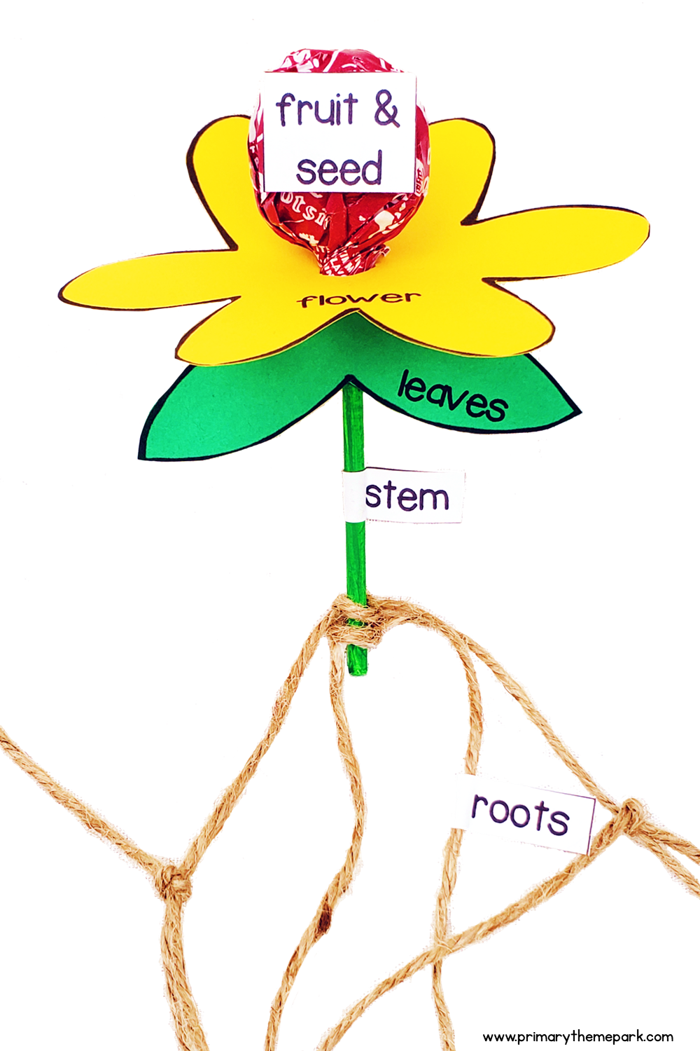 parts of a plant activity made with a Tootsie Roll pop
