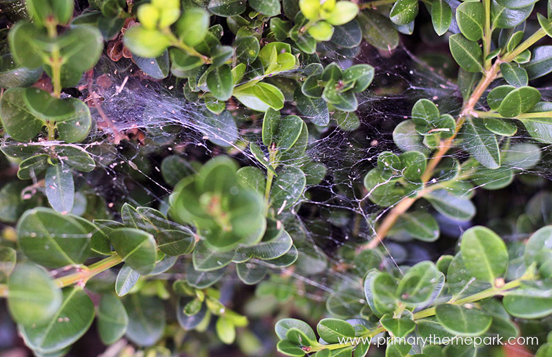 Spider Web Scavenger Hunt Primary Theme Park