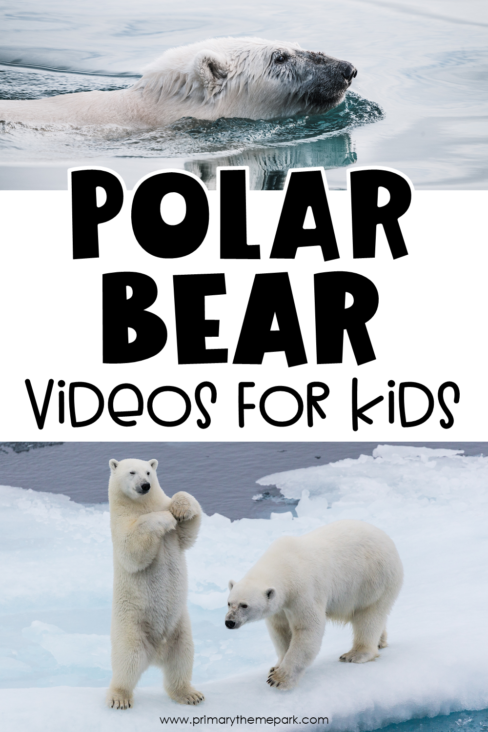 Polar Bear Videos for Kids Primary Theme Park