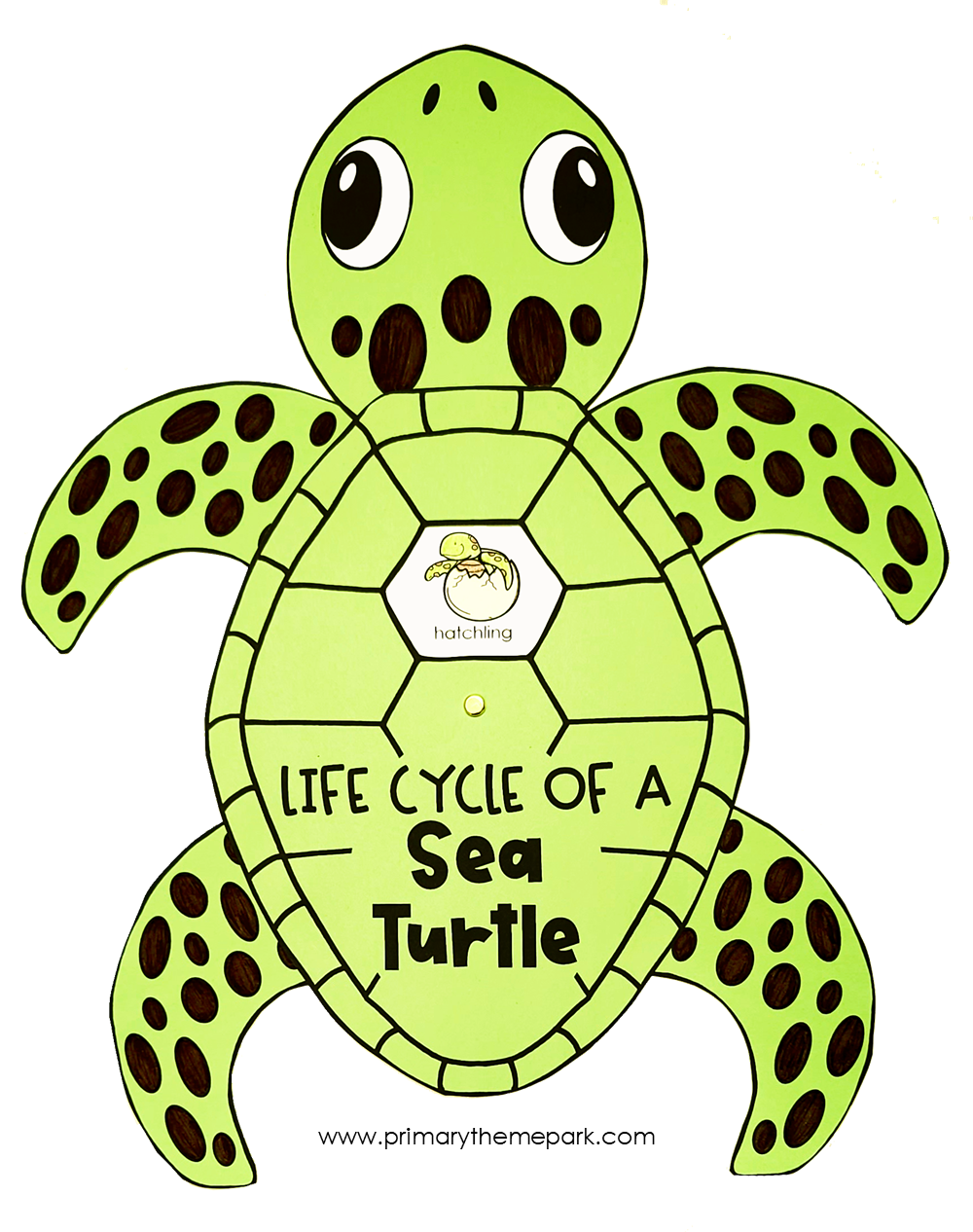 Sea turtle life cycle craft for kindergarten and first grade